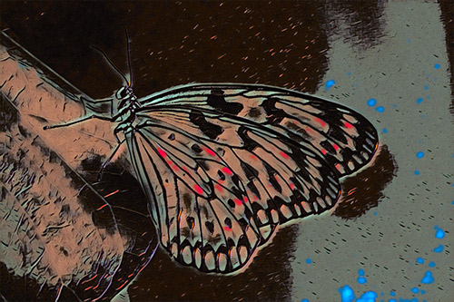 butterfly photo turned into graffiti art