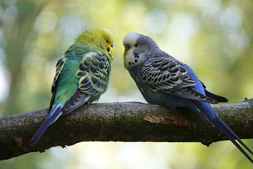 Two Parrots in tree