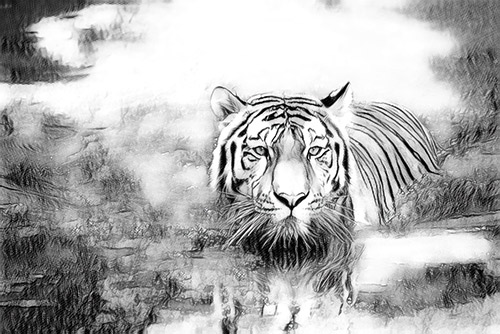 tiger photo to pencil sketch