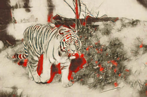 tiger photo turned into a charcoal sketch