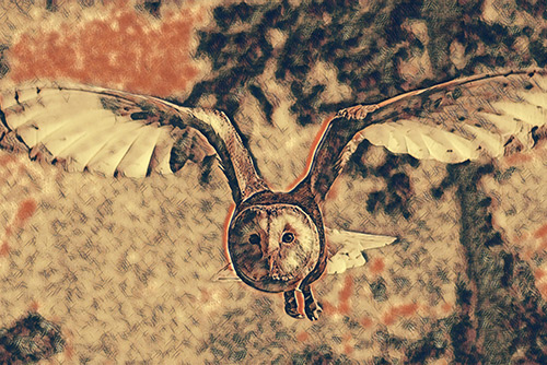 photo of owl made into vintage sketch